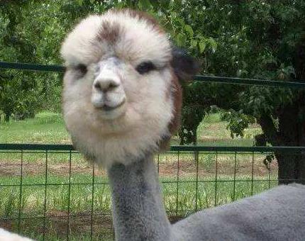 神獸毛大受歡迎 飼養羊駝已成前途大好產業