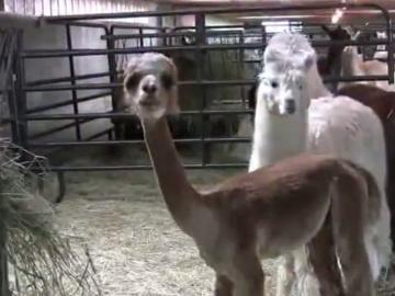 神獸毛大受歡迎 飼養羊駝已成前途大好產業