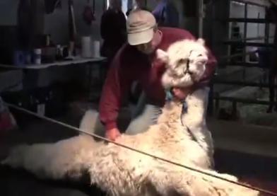 神獸毛大受歡迎 飼養羊駝已成前途大好產業